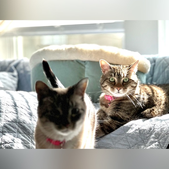 Meet your Posher, Julie - Picture 2 of 10